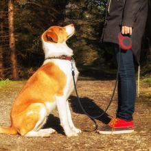 Retractable Pet Leash Built for Comfort & Safety